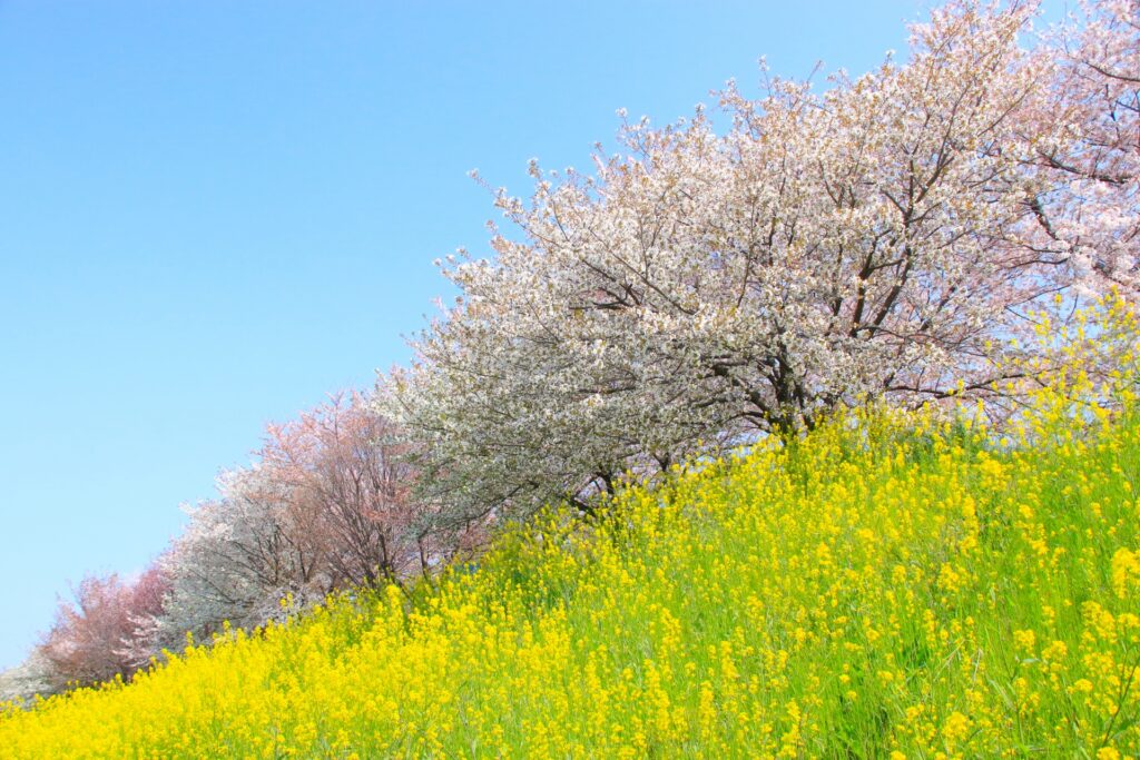 桜と菜の花