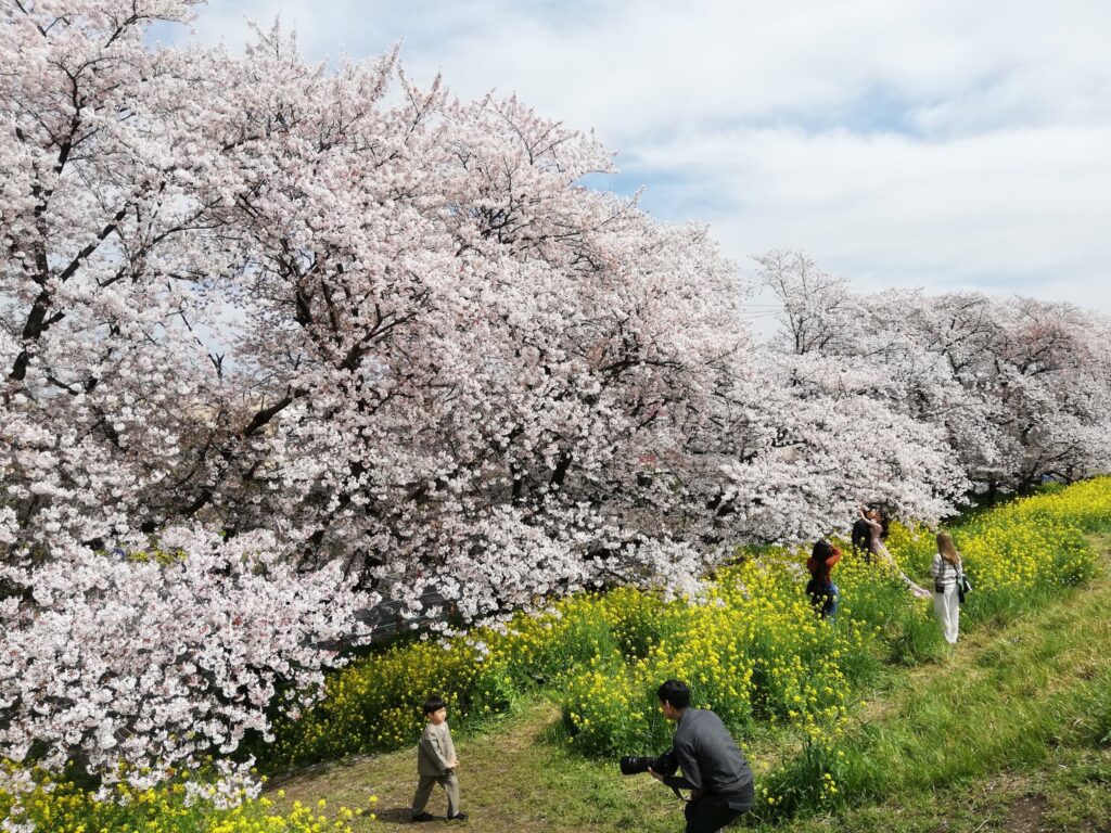 熊谷桜と菜の花